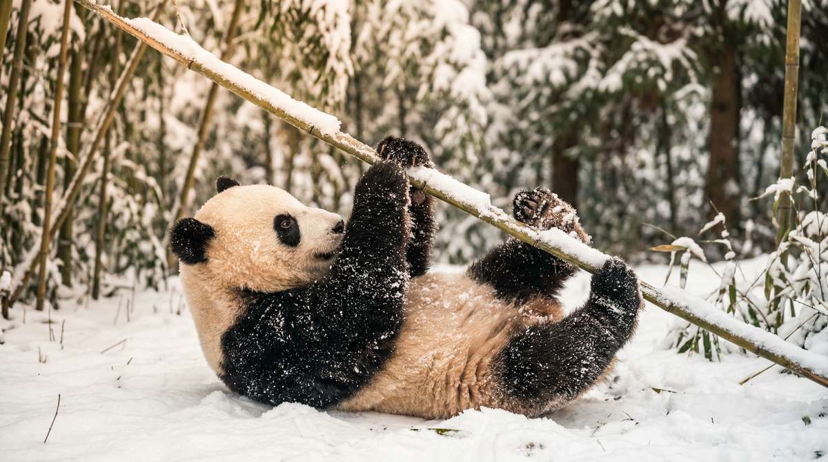 糖心今日推荐熊猫视频